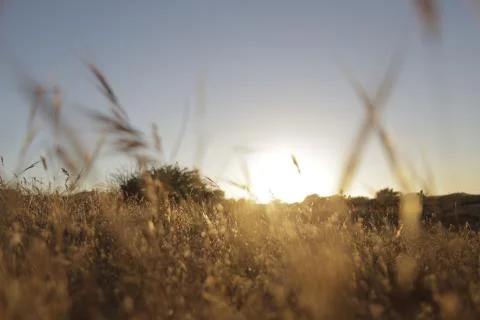 Wild Grass Field - Sunset 1 Stock Photos