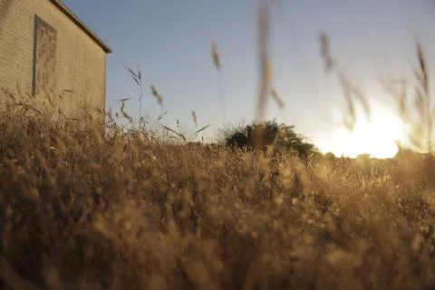 Wild Grass Field - Sunset 2 Stock Photos
