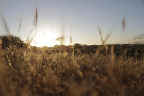 Wild Grass Field - Sunset 3 Stock Photos