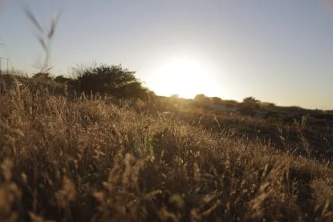 Wild Grass Field - Sunset 4 Stock Photos