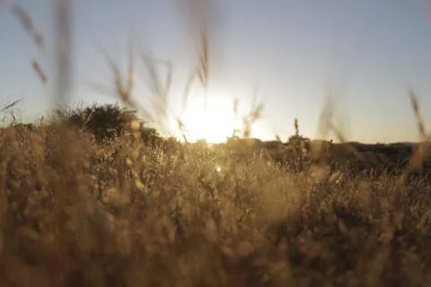 Wild Grass Field - Sunset 5 Stock Photos