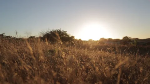 Wild Grass Field - Sunset Stock Footage 25365410