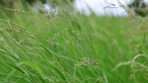 Wild Grass In The Field Swaying On The Wind Close-Up Stock Footage 294103575