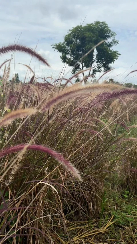 Wild grass field with tree under cloudy sky Video stock 318744335