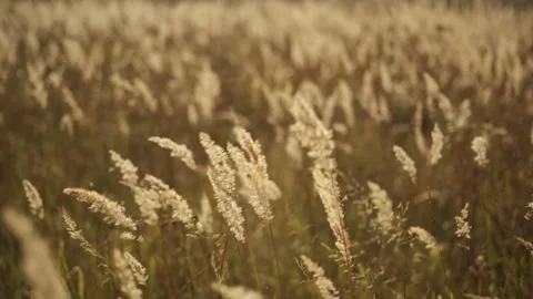 Wild grass field. Yellow grass sways in the wind Stock Footage 248950446