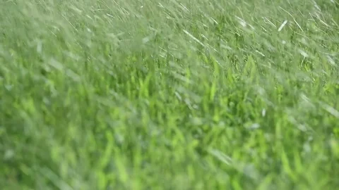 Wild grass with flare for natures concept Stock Footage 80068976