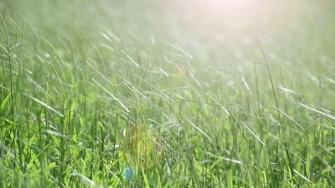 Wild grass with flare for natures concept Stock Footage 80069108