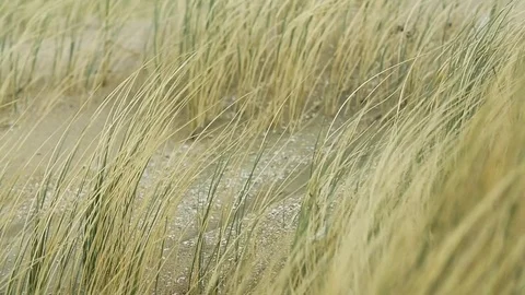 Wild grass floating with the air on the coast Stock Footage 77804806