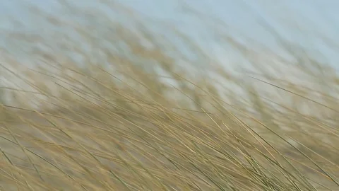 Wild grass floating with the air Stock Footage 77804909