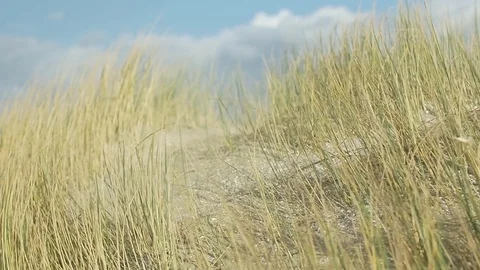 Wild grass floating with the air on the shining sand 스톡 동영상 77804926
