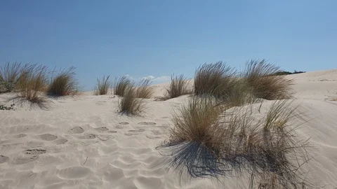 Wild Grass Floating With The Air On The Shining Sand Stock Footage 128139049