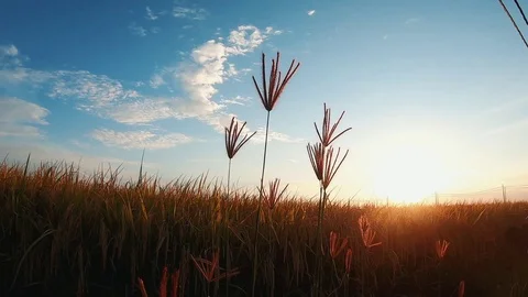 Wild grass flower blow by the wind during sunset Stock Footage 111748117