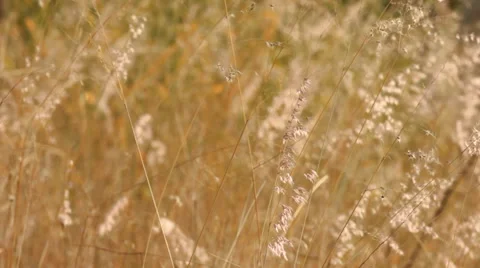 Wild grass flower. Stock Footage 42794362