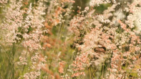 Wild grass flower. Stock Footage 42795496