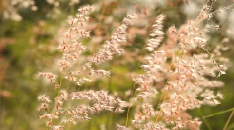 Wild grass flower. Stock Footage 42796300