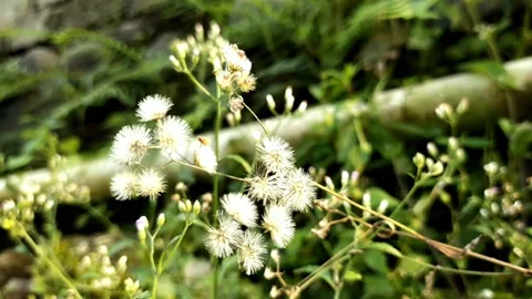 Wild grass flower Stock Footage 210042230