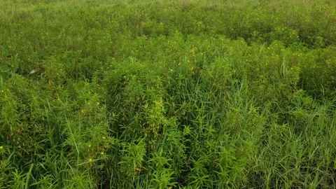 Wild grass flower Video stock 211379694