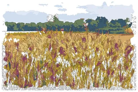 Wild Grass flower Stock Illustration