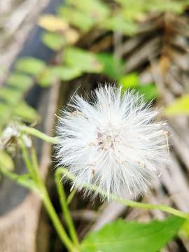 Wild grass flower Stock Photos