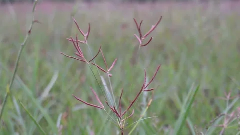 Wild Grass Flowering Stem Macro Vídeo Stock 329402417