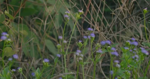 Wild grass flowers Stock Footage 154657777