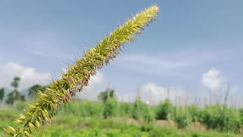 Wild grass flowers Stock Footage 274060573