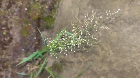 Wild grass flowers growing with a sharp, feather-like appearance. Stock Photos