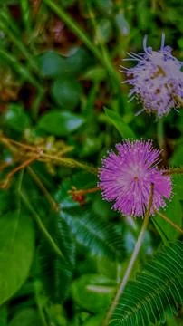 Wild grass flowers Stock Photos