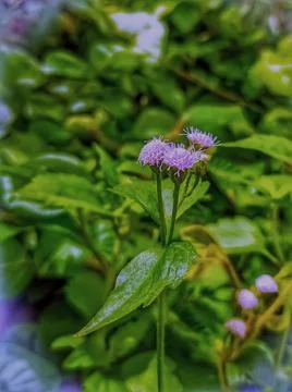 Wild grass flowers Foto stock