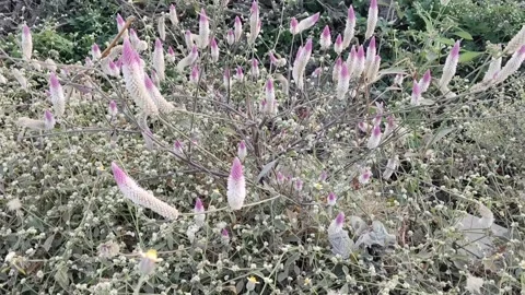 Wild grass flowers with soft white and pink blossoms growing naturally in open l Stock Footage 325020904