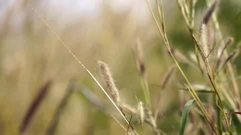 Wild grass flowers swaying gently in the summer breeze create a peaceful natural Stock Footage 335333602