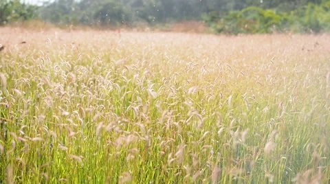 Wild grass flowers in the wind with some rain drops Stock Footage 57396128