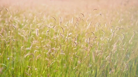 Wild grass flowers in the wind with some rain drops Stock Footage 57396209