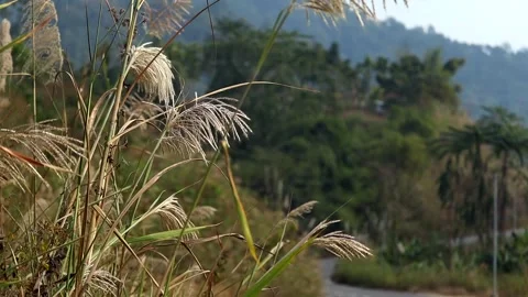 Wild grass in focus with blurred mountain road background Stock Footage 329176664