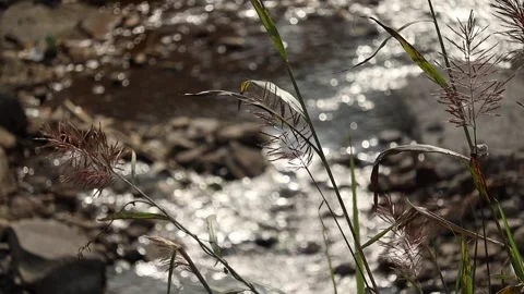 Wild Grass in Focus with Flowing Stream Background Stock Footage 329841546