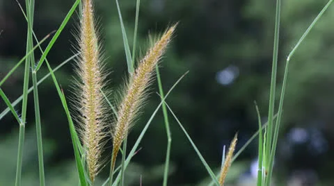 Wild grass 库存影片 22635934