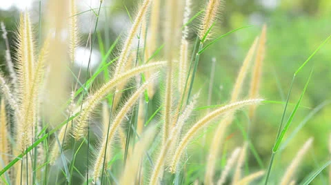 Wild grass 库存影片 22635980