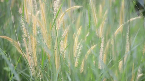 Wild grass Vidéo 22636088