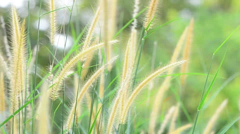 Wild grass 库存影片 22636187