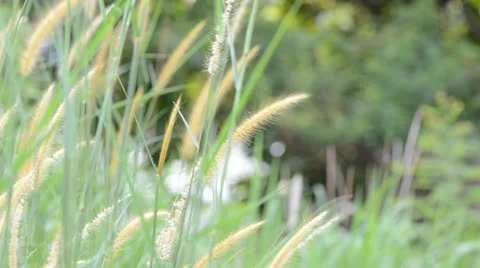 Wild grass 库存影片 22636296