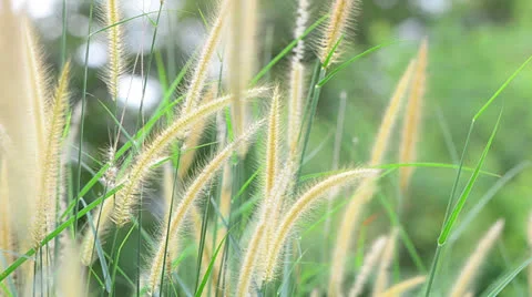 Wild grass 库存影片 22636402