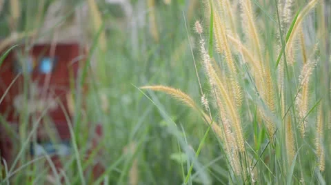 Wild grass 库存影片 22636441