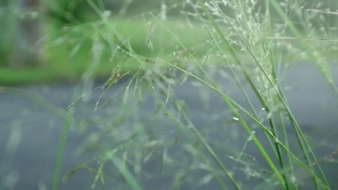 Wild Grass Stock-Footage 332875311