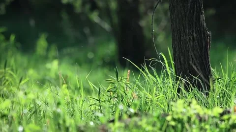 Wild grass in the forest Stock Footage 320812315