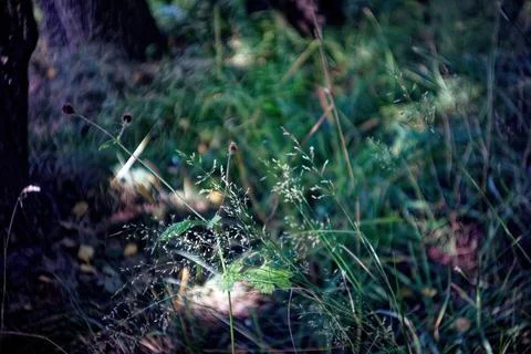 Wild grass in the forest Foto stock