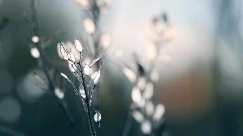 Wild grass in a forest at sunset. Beautiful autumn nature background Video stock 253464188