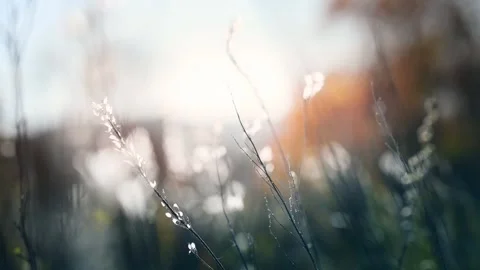 Wild grass in a forest at sunset. Beautiful autumn nature background Video stock 253464227