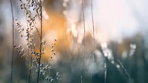Wild grass in a forest at sunset. Beautiful autumn nature background Video stock 253464240