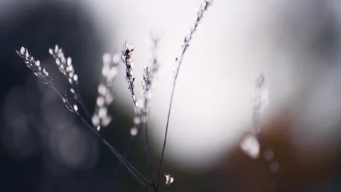 Wild grass in a forest at sunset. Beautiful autumn nature background Video stock 253464251