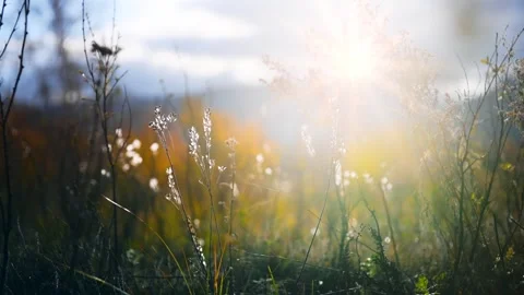 Wild grass in a forest at sunset. Beautiful autumn nature background Video stock 253464564